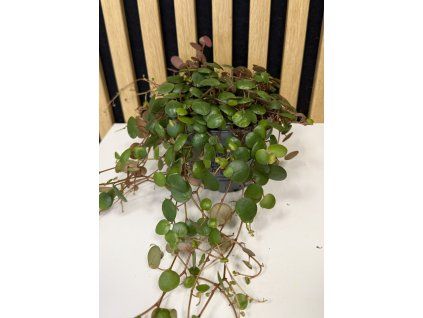 Peperomia pepperspot