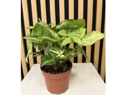 Syngonium arrow