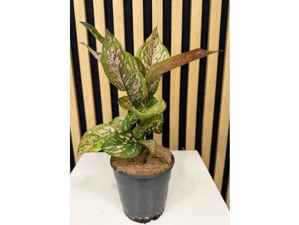 Aglaonema spotted