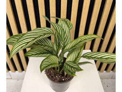 Calathea vitata