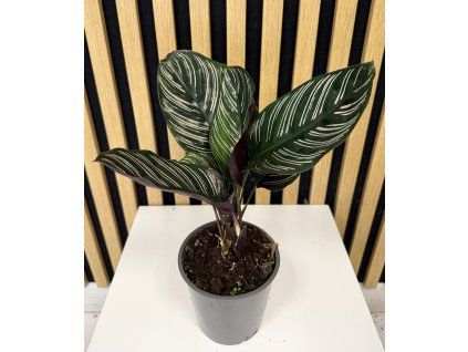 Calathea ornata