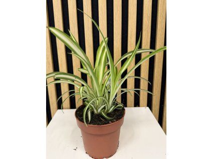 Chlorofitum atlantis