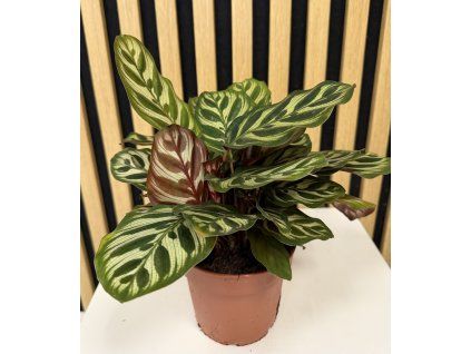 Calathea makoyana