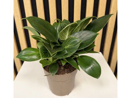 Philodendron white measure