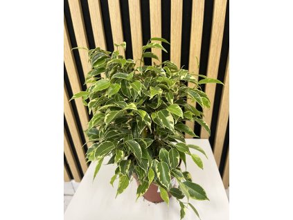 Ficus kinky