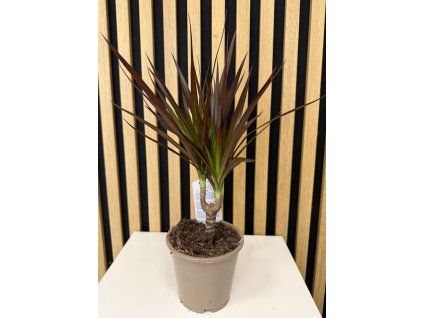 Dracena magenta