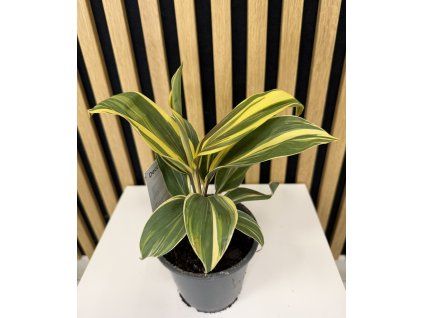 Cordyline chocolate queen