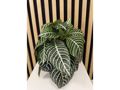 Aphelandra squarrosa