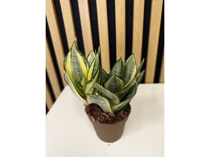 Sanseveria golden hagnii