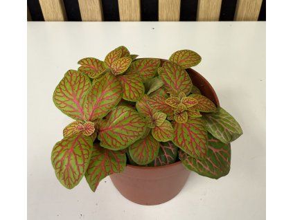 Fittonia mosaic