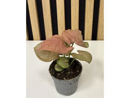 Syngonium mini neon