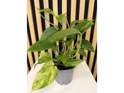 Epipremum neon queen