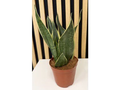 Sanseveria star canary