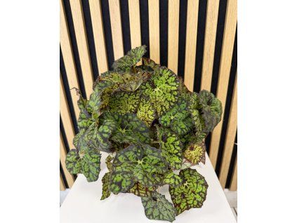 Begonia lime fever