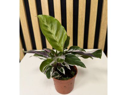 Calathea white fusion