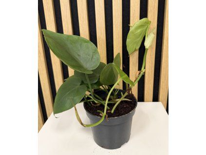 Philodendron scandens