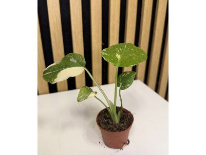 Monstera thai mini