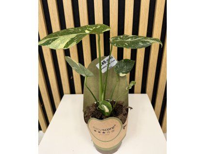 Monstera thai