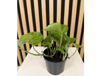 Epipremum aureum