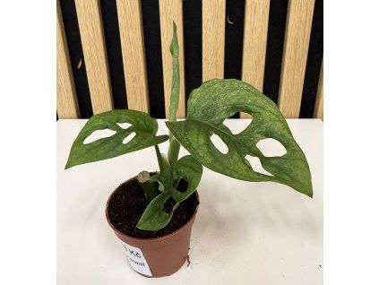 Monstera adansonii mini