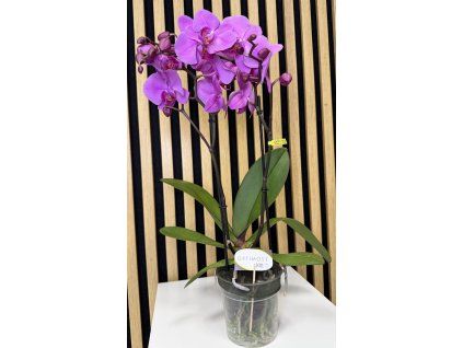 Phalenopsis lilac