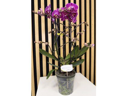 Phalenopsis morelia