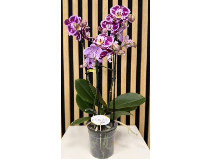 Phalenopsis special