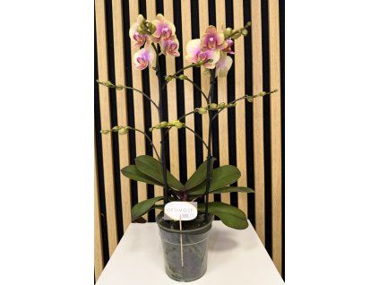 Phalenopsis glamour
