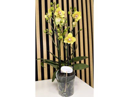 Phalenopsis yellow