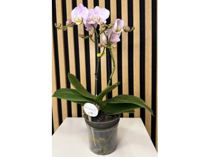 Phalenopsis jupiter