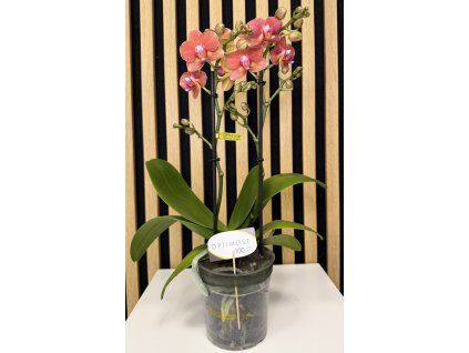 Phalenopsis eos