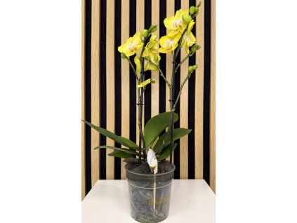 Phalenopsis arezzo