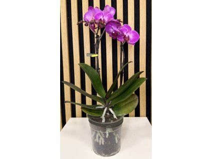 Phalenopsis roma