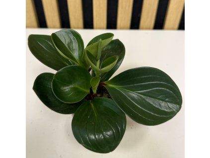 Peperomia bicolor A mini