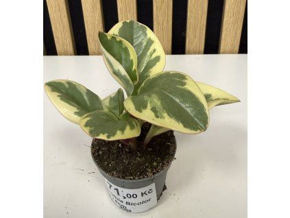 Peperomia bicolor B mini