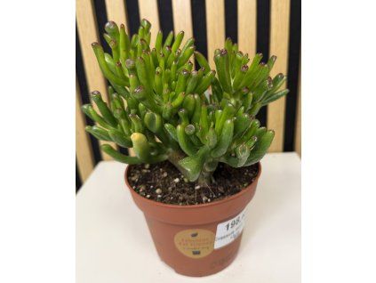 Crassula horn tree