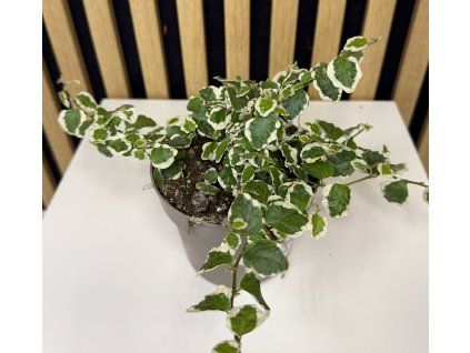 Ficus pumila variegata