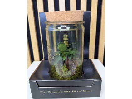 Ficus bonsai ve skle