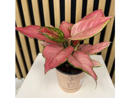 Aglaonema geely red