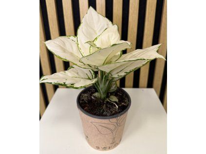 Aglaonema white