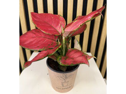 Aglaonema beauty red