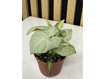 Syngonium milk confetti mini