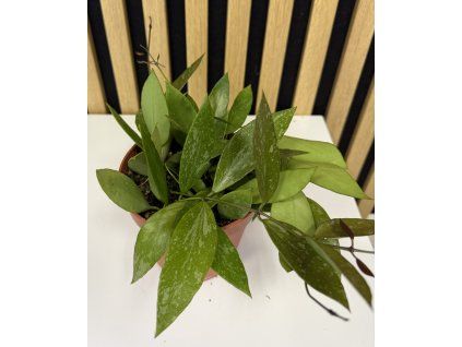 Hoya carnosa