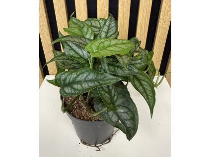 Monstera siltepecana