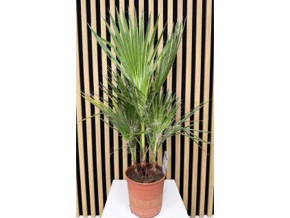 Washingtonia