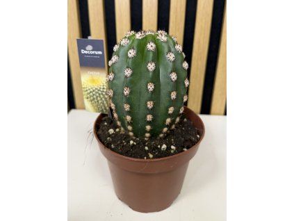 Cereus