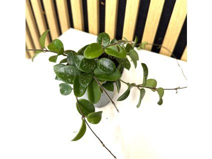 Hoya mathilde