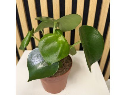 Peperomia rainbow