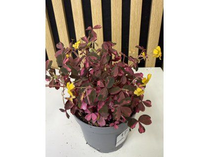 Oxalis