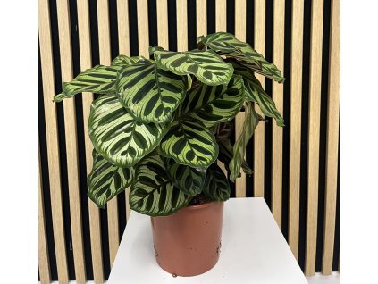 Calathea Makoyana